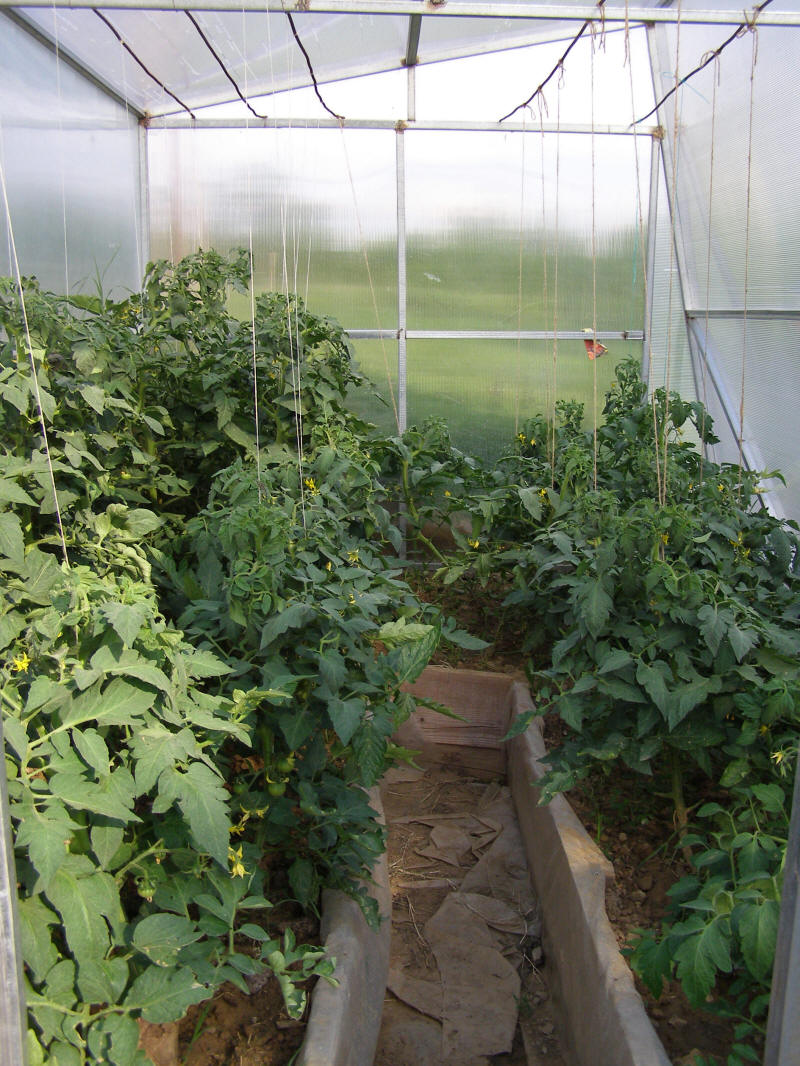 growing in the greenhouse