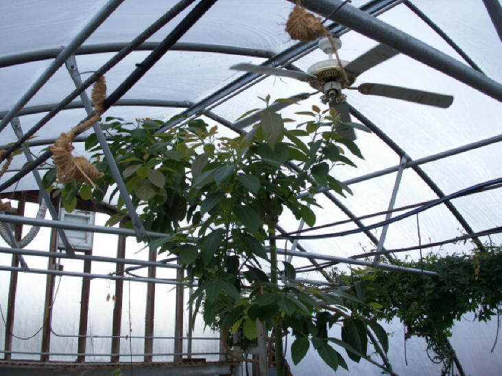 Greenhouse framing roof detail