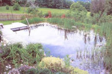 natural pool